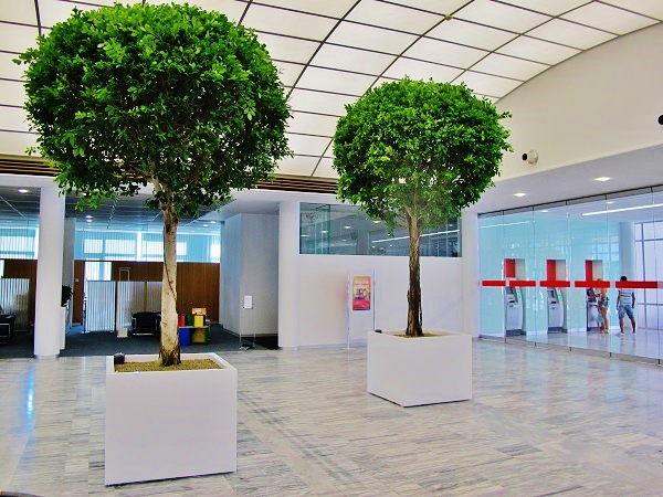 Big tropical tree interior lobby of bank house - Norway, Finland, Sweden, Denmark - Europe buy online