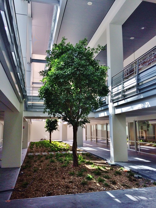 Big tropical tree indoor buy France - Europe - example University Lyon