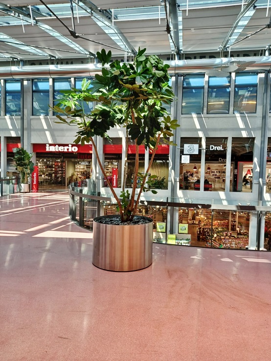 Einkaufszentrum Wien Schefflera Pflanzen kaufen