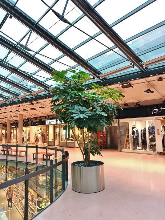 Schefflera Pflanze in Kaufhaus shopping mall online kaufen