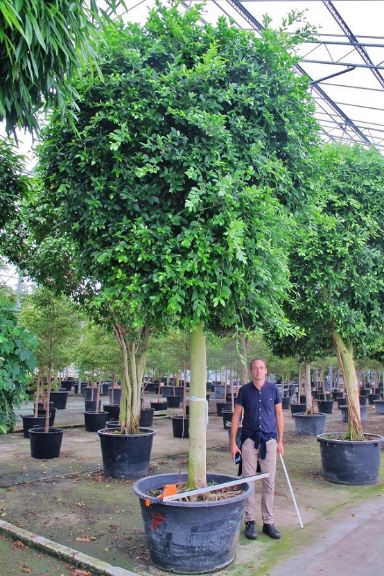 Ficus nitida Hochstamm baum kaufen