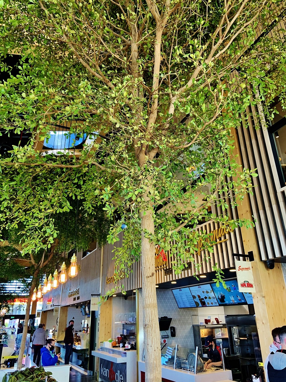 Irland Shopping Center Bucida Baum im Raum