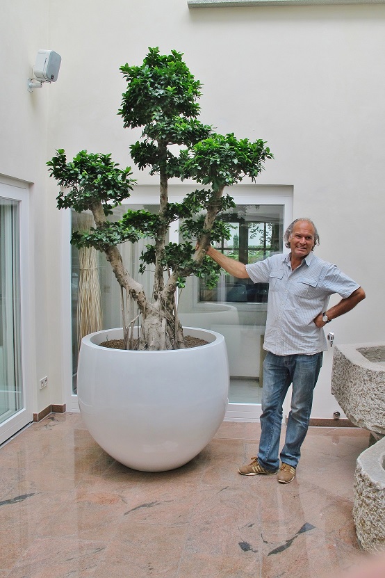 ficus microcarpa bonsai in fiberstone weiss kaufen