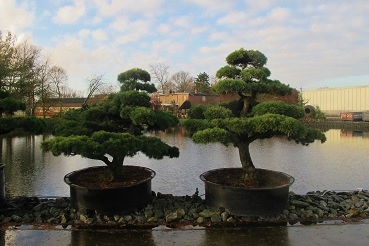 Pinus Bonsai Paar