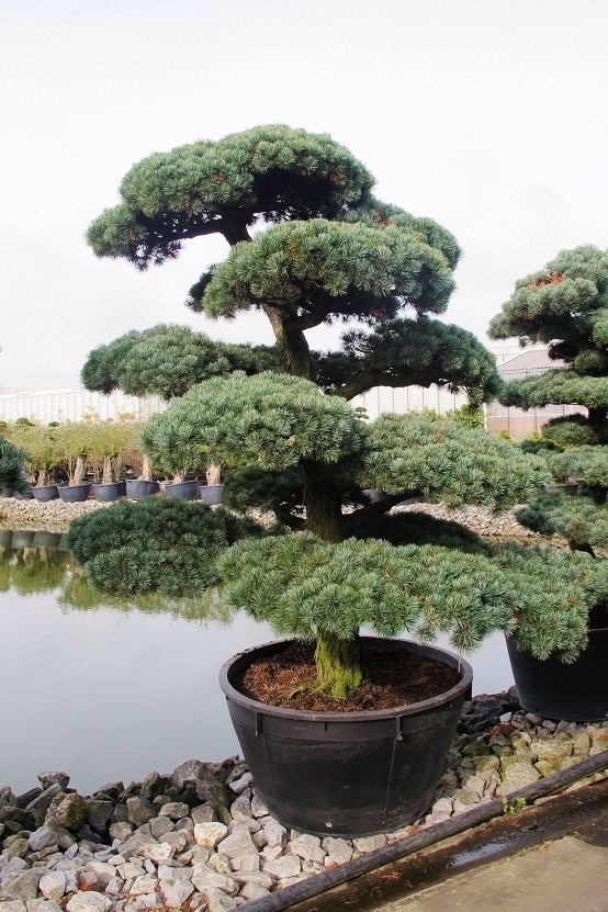 Pinus paviflora Bonsai