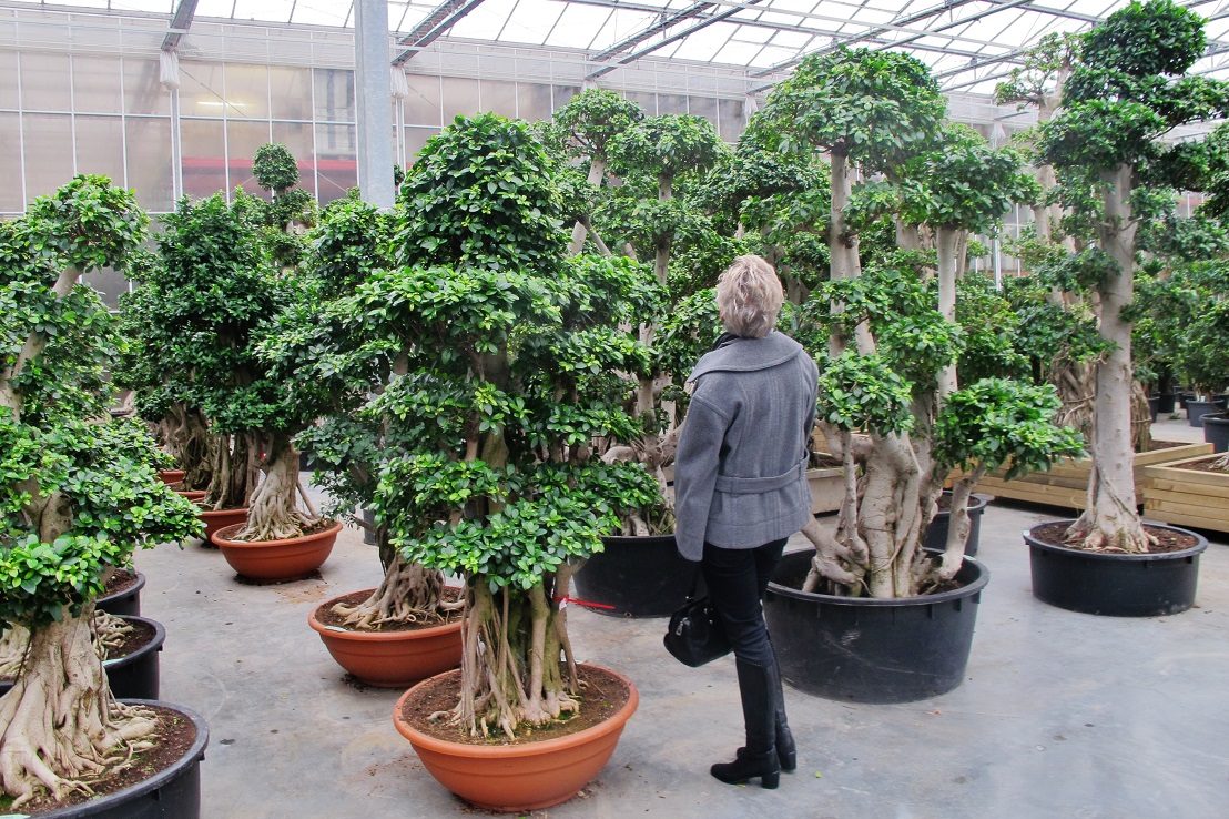 Ficus Microcarpa bonsai kaufen