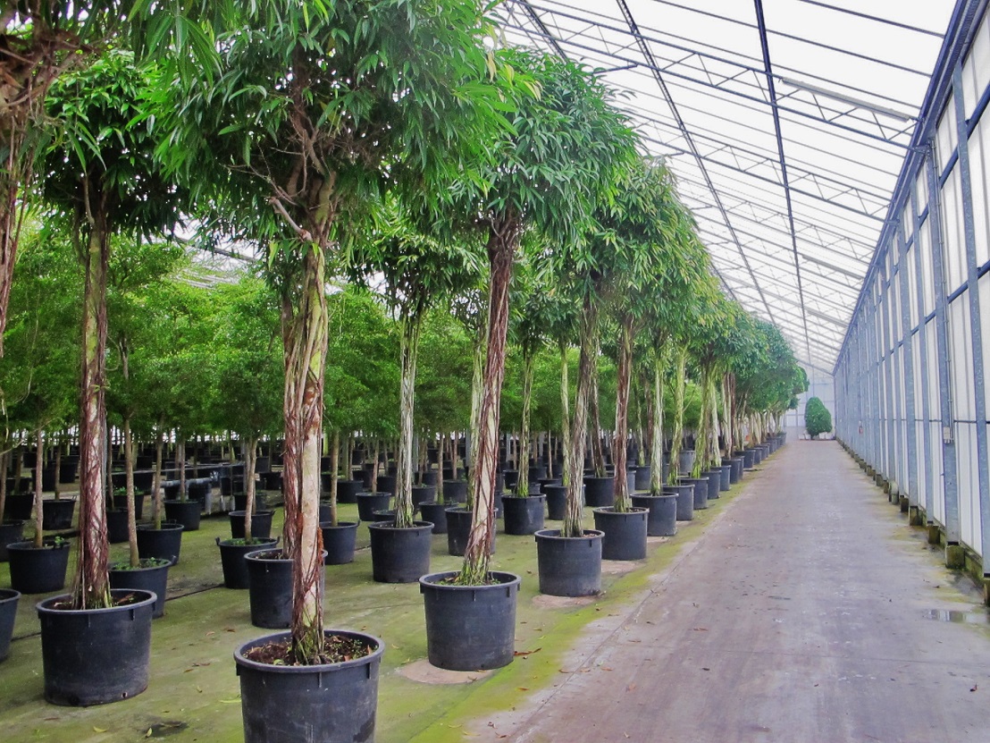 Ficus alii amstelking with round head buy