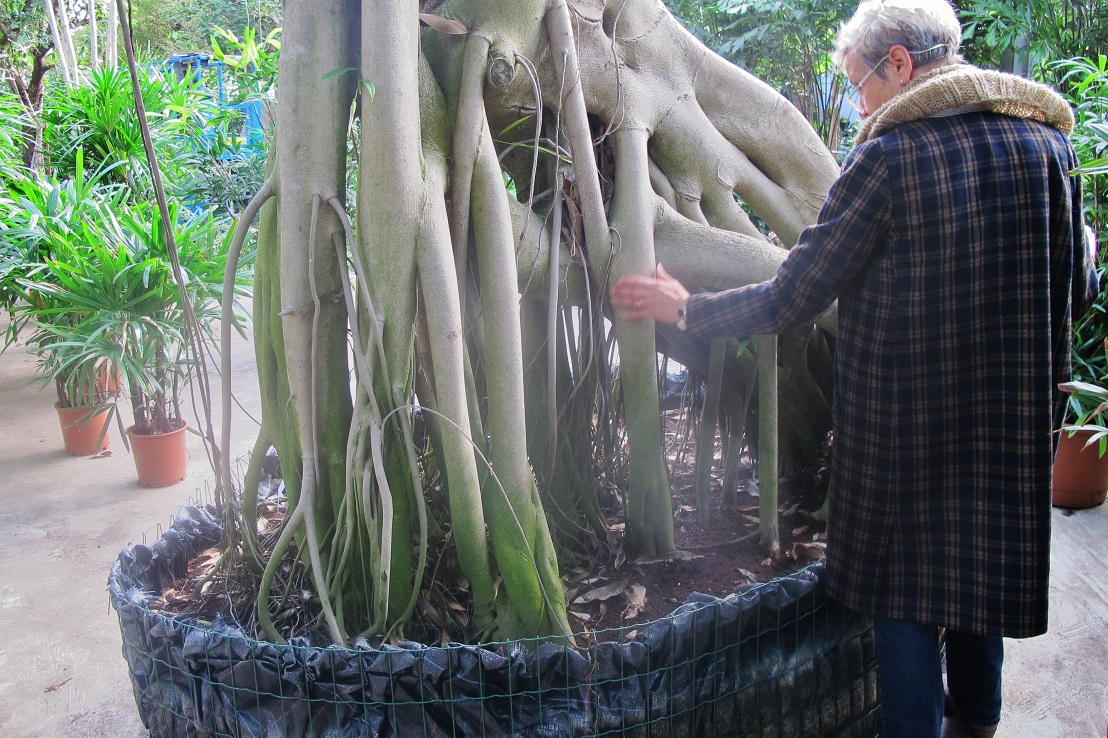 Ficus with stilt roots buy