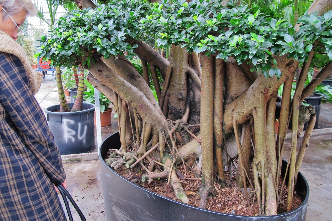 Ficus with aerial roots
