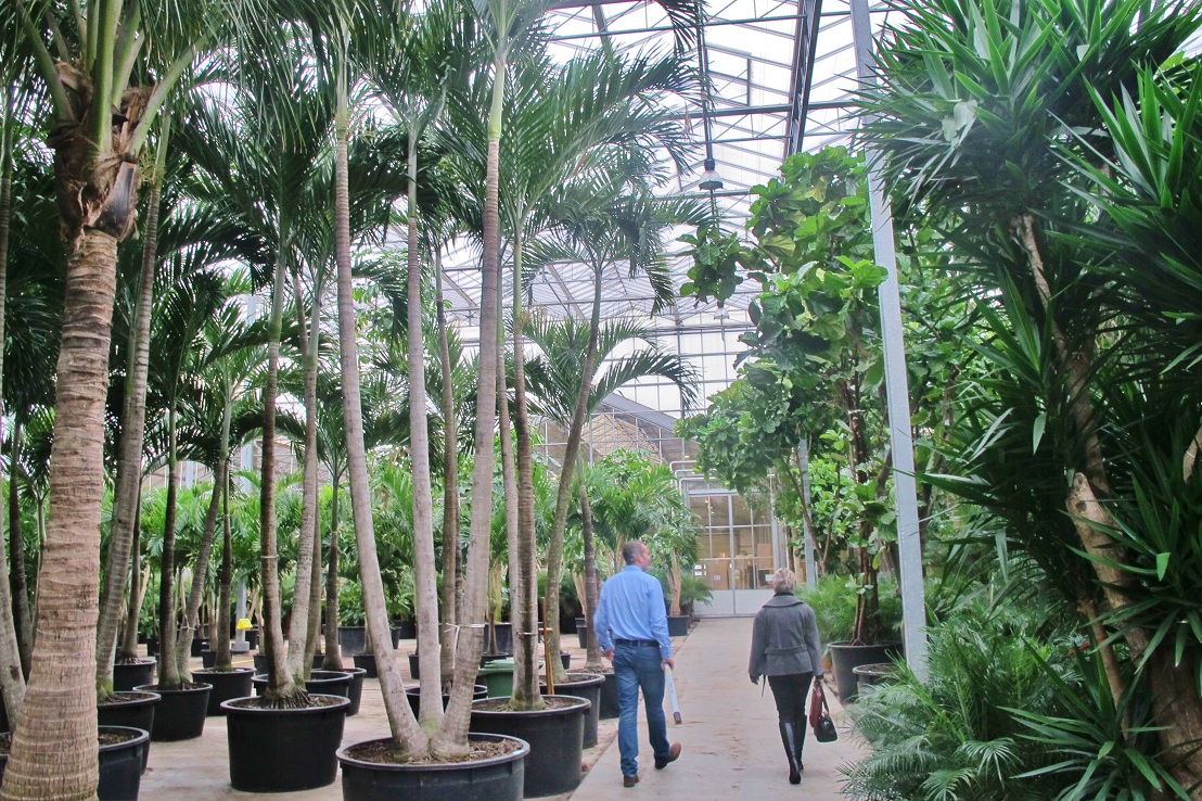 Tropical plants buy online