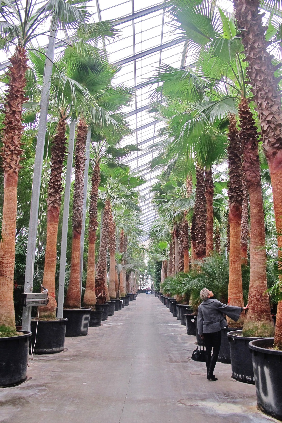 Gigant Washingtonia Livingstonia Palms buy online