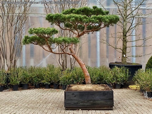 Pinus sylvestris Windfluechter kaufen 7