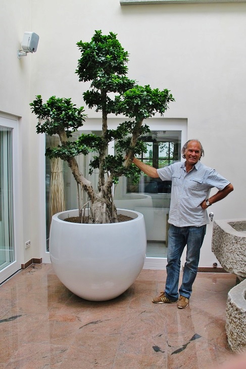 Ficus microcarpa bonsai in the private atrium buy online
