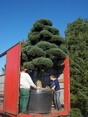 pinus bonsai transport entladung botanic international
