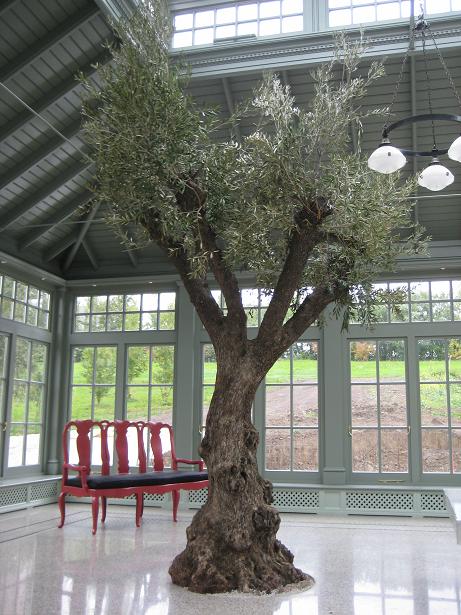Olivenbaum in Orangerie raumbegruenung innenraumbegruenung