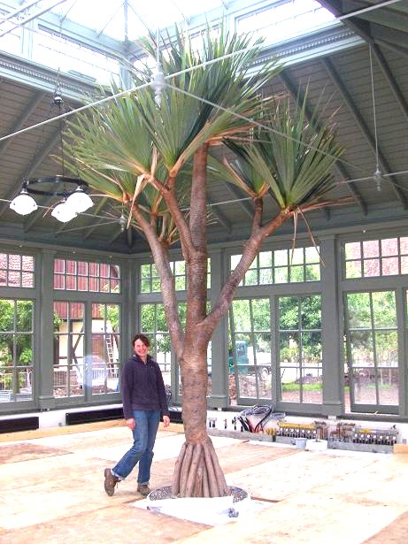 Schraubenbaum in Orangerie Pandanus utilis inside conservatory