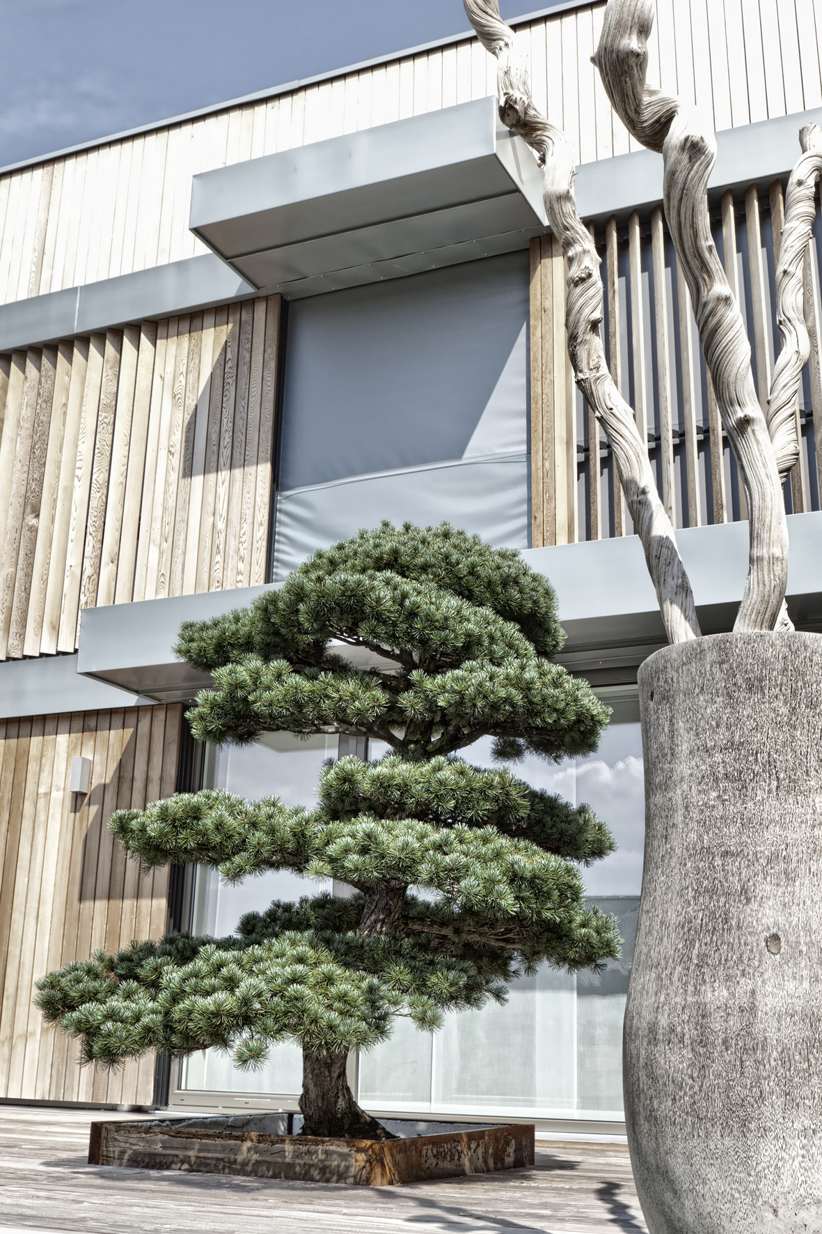 Pinus garden bonsai on an atrium terrace in Bern - Switzerland - buy online