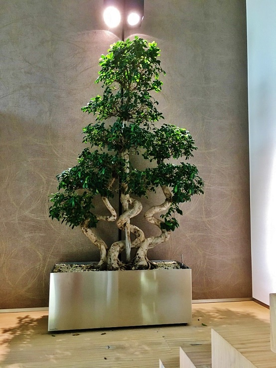 Microcarpa Wohnraum Pflanzenlicht Edelstahl bonsaiartig kaufen