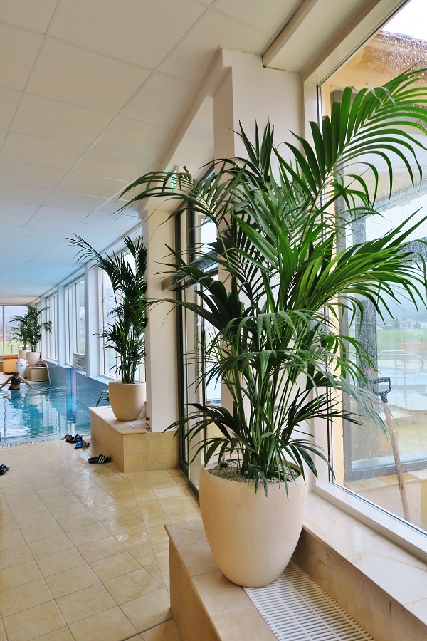 Palme in therme kaufen