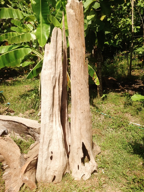 Tropenholz im Garten