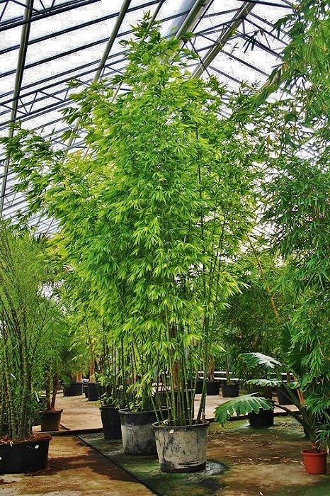 bambusa chungii online kaufen