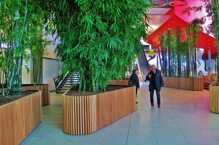 wolfsburg bambus raumbegruenung pflanzen kaufen