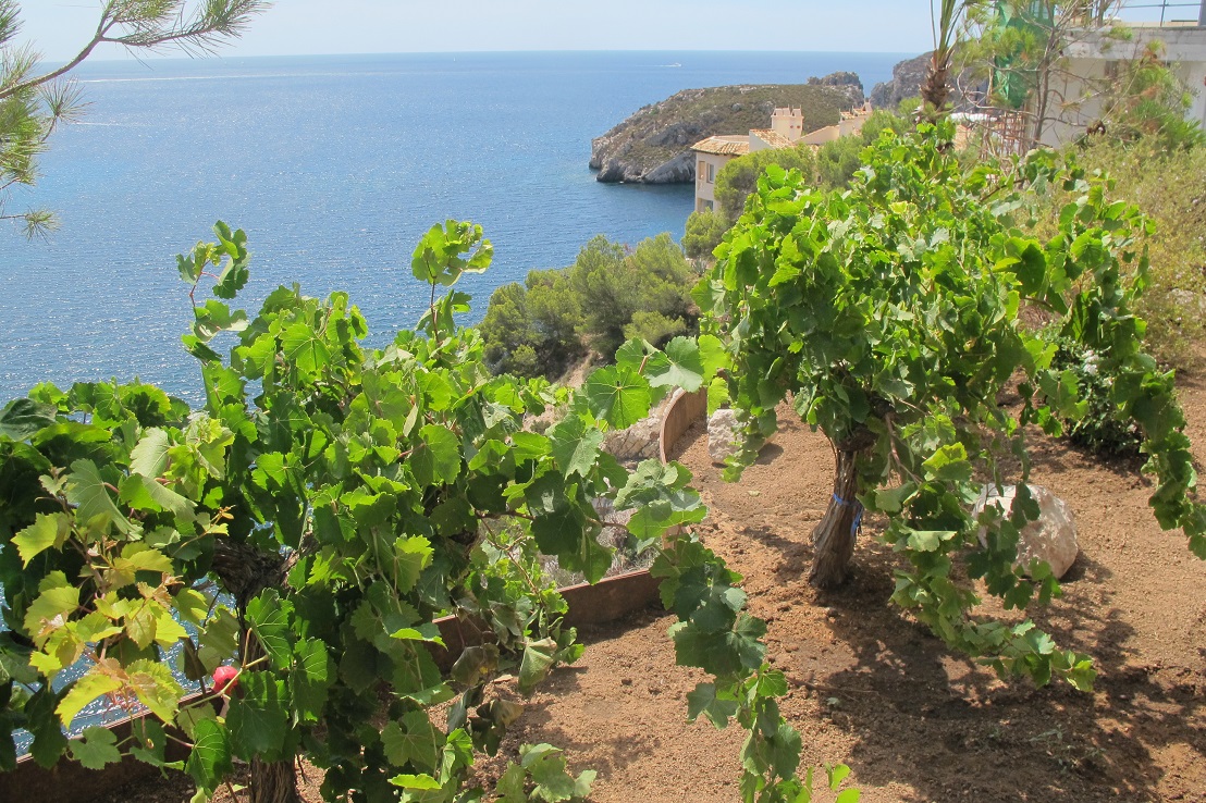 Weinreben pflanzen auf Mallorca