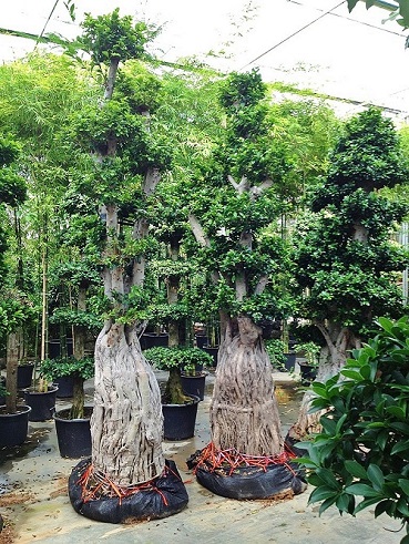 ficus microcarpa bonsai mit kleinem fuss kaufen