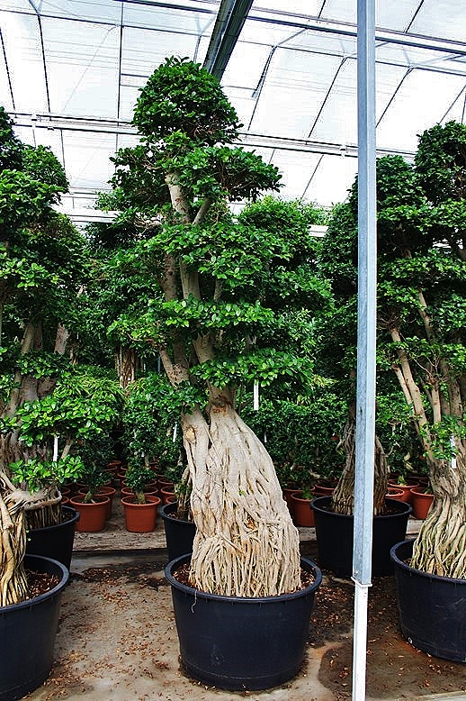 ficus microcarpa bonsai mit stelzwurzelstamm