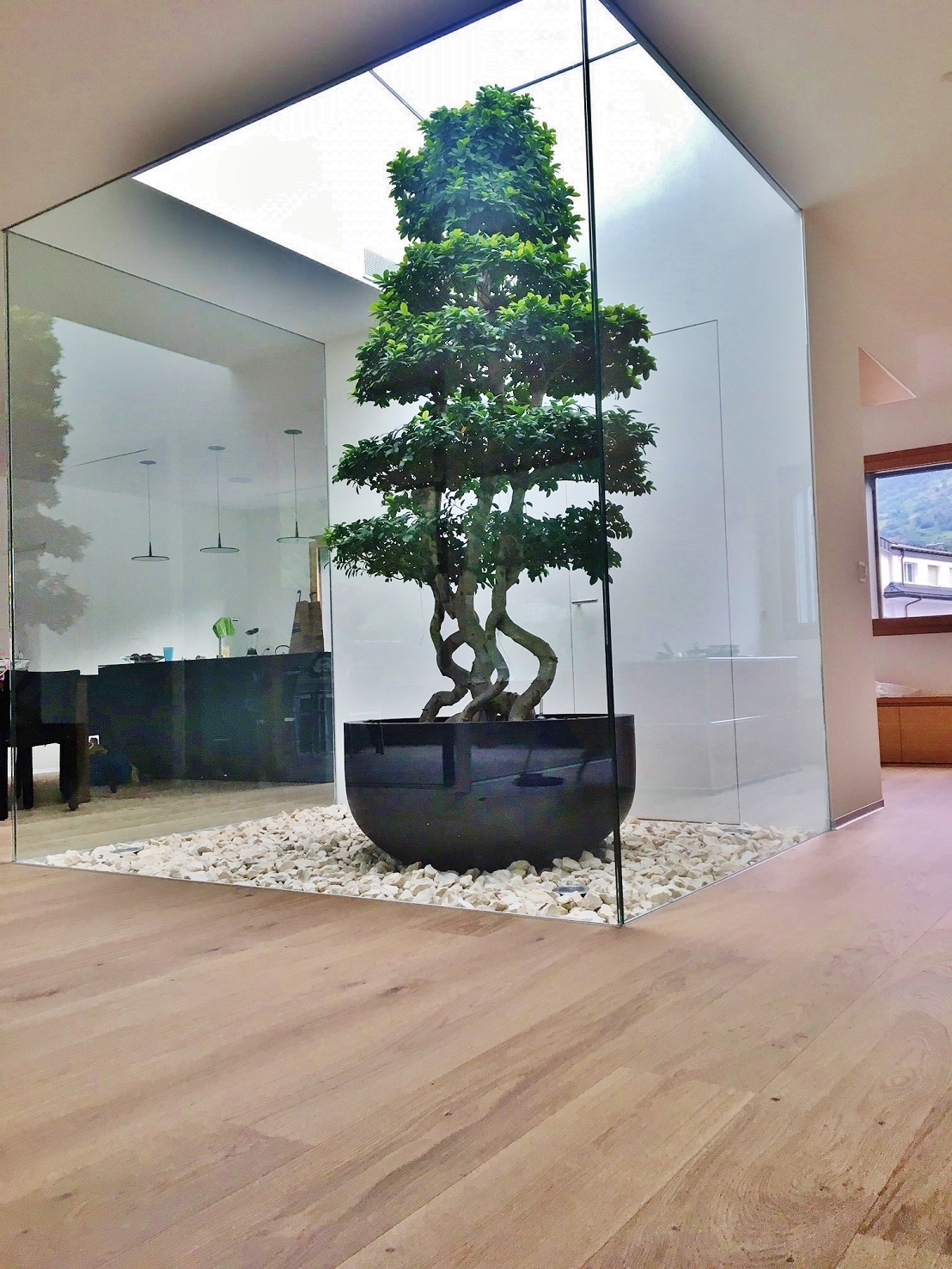 microcarpa bonsai atrium kaufen schweiz